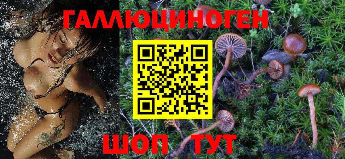 Галлюциногенные грибы Psilocybine cubensis Конаково
